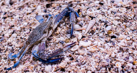 Fresh blue swimming crab or caught flower crab walking on the beach. This crab can be seen every season in the seaside town in Thailand.