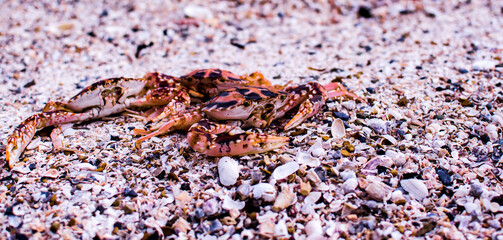 Fresh red swimming crab walking on the beach. This crab can be seen every season in the seaside town in Thailand.
