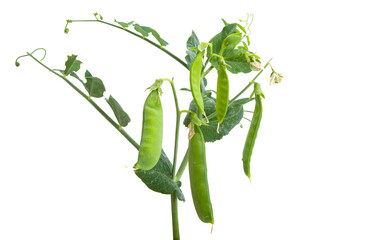 green peas isolated