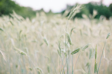 Fototapeta premium The field of the green wheat. 