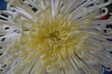 Light Cream Flower Center of Chrysanthemum 'Kudamono' in Full Bloom
