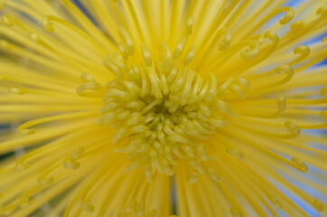 Light Yellow Flower Center of Chrysanthemum 'Kudamono' in Full Bloom
