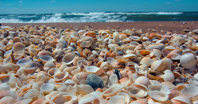 Background of many beautiful seashells lying on the seashore