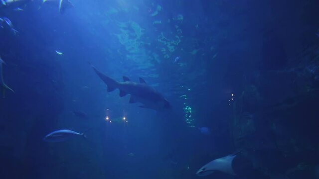 Giant shark in swimming in auarium