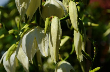White Yucca filamentosa bush flowers, other names include Adams needle, common yucca
