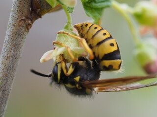 180 degree of a wasp © Micha