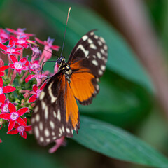 Amazing Beautiful Bright Colored Butterflies