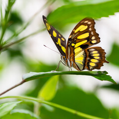 Amazing Beautiful Bright Colored Butterflies