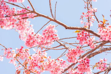 Thai Sakura flower background in winter season on tree, prunus cerasoides