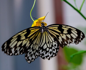 Amazing Beautiful Bright Colored Butterflies
