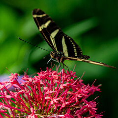 Amazing Beautiful Bright Colored Butterflies