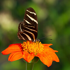 Amazing Beautiful Bright Colored Butterflies