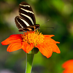 Amazing Beautiful Bright Colored Butterflies