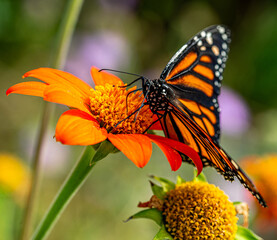 Amazing Beautiful Bright Colored Butterflies