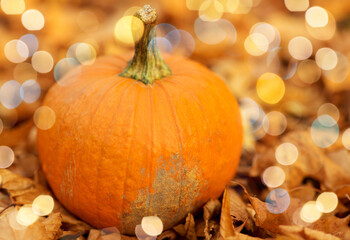 season and halloween concept - pumpkin on foliage at autumn park over festive lights