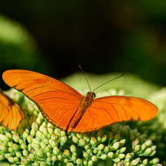 Fototapeta na wymiar Amazing Beautiful Bright Colored Butterflies