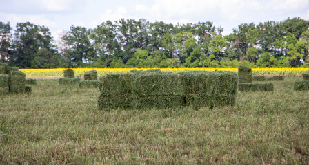 Rectangular bales of alfalfa hay lie on the field.