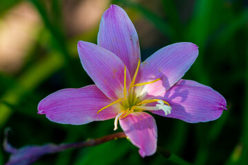 Beautiful Bright Colored Summer Flowers