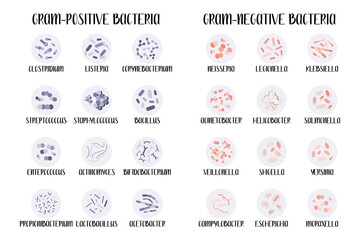 Gram-positive and gram-negative bacteria.  Bacteria classification, different genus. Morphology. Microbiology. Vector flat illustration - obrazy, fototapety, plakaty