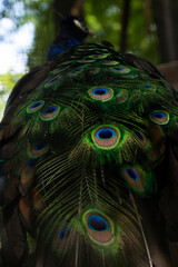 selective focus. the peacock's tail