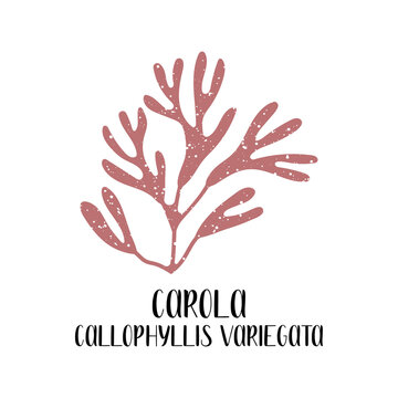 Carola, Callophyllis variegata. Edible seaweed. Red algae or Rhodophyta. Sea vegetable. Vector flat illustration, isolated on white