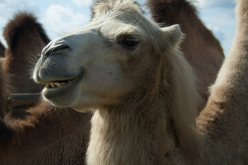 Fototapeta premium portrait of a camel