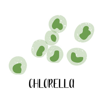 Chlorella. Edible seaweed. Green algae. Sea vegetable. Vector flat illustration, isolated on white