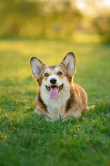 portrait dog . Welsh corgi pembroke in nature, on the grass