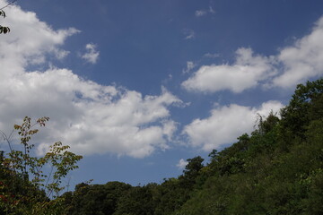 Fototapeta na wymiar 森の上に広がる青空