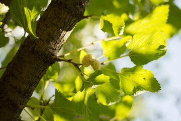 
White mulberry hanging on a branch