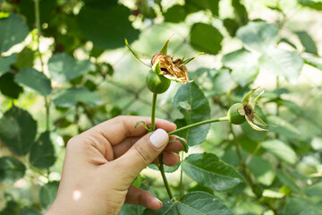 
Hand holding a branch of dried rose