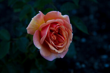 yellow rose on a green background