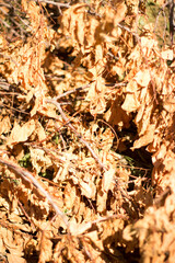 
Dry leaves and branches in autumn