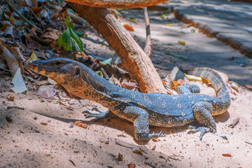 Common water monitor in Railay, Krabi, Thailand