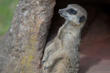 Erdmännchen auf Beobachtungsposten am Eingang seiner Erdhöhle