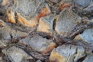 Close up detail of Palm tree stem and bark