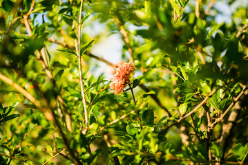 Flower of Pomegranate Tree on Sardinia. Italy.