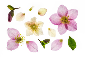 pink and white hellebore flowers on white background 
