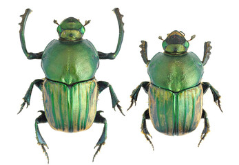 Onitis humerosus Pallas, 1771