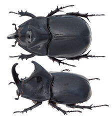 Trichogomphus lunicollis Burmeister, 1847