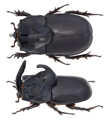 Trichogomphus simson Snellen Van Vollenhoven, 1864