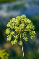 Norwegian angelica