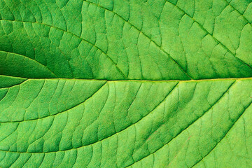 Part of a green leaf close-up, background for creativity...