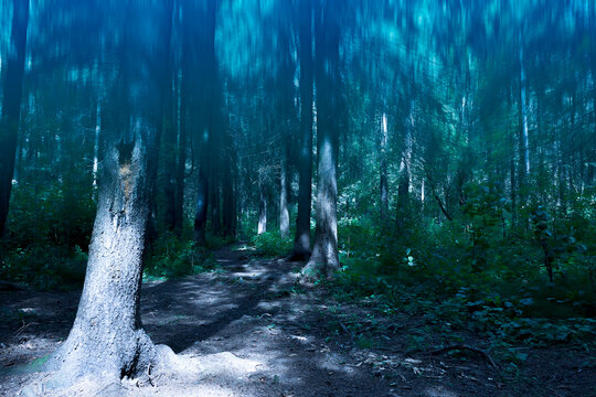 Mystical mysterious forest, background wallpaper.