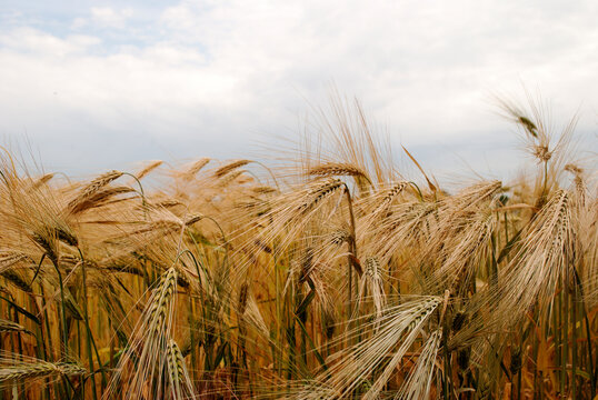 Sky and wheat field background. Agro photo.