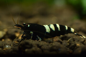 Extrem schöne wertvolle Black Multistripe Caridina Garnelen in aufgesalzenem Osmosewasser im...