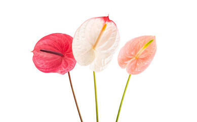 beautiful anthurium flower isolated