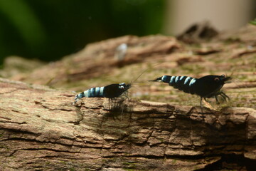 Extrem schöne wertvolle Black Multistripe Caridina Garnelen in aufgesalzenem Osmosewasser im...
