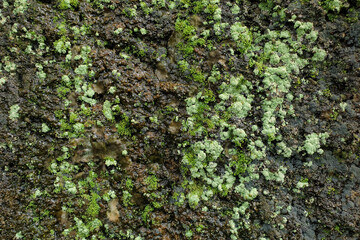 Green moss background texture, beautiful in nature.