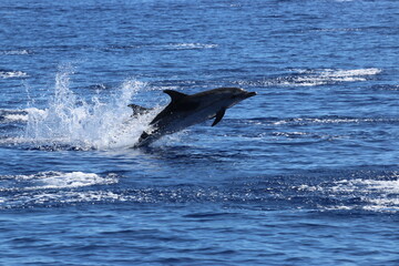 Jumping atlantic spotted dolphin, Stenella frontalis